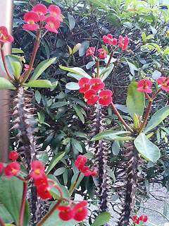 e0026017_061451.jpg