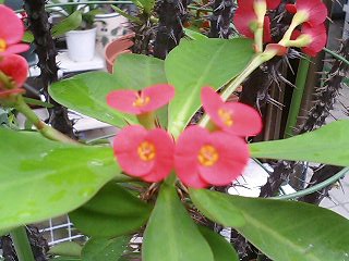 e0026017_063994.jpg