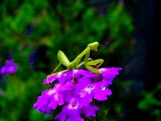 f0000521_819728.jpg