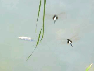 f0000521_8231243.jpg
