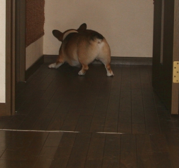 e0071225_2371266.jpg