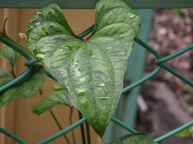 a0020929_1145280.jpg