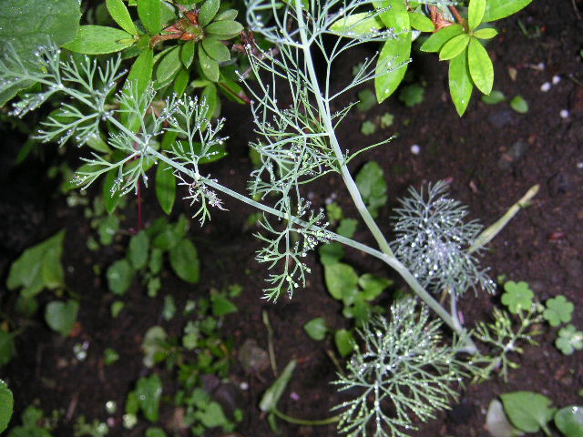 a0020929_11472973.jpg
