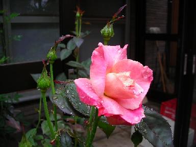 f0063931_9461457.jpg