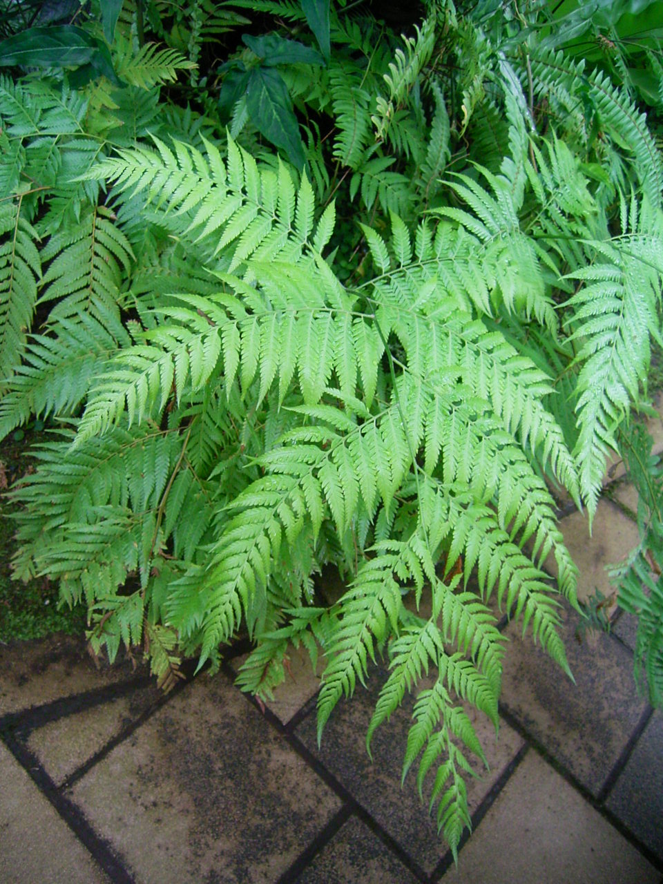 f0053847_2128932.jpg