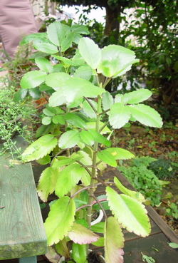 a0011999_22354669.jpg