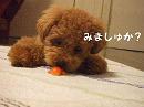 a0007906_8522797.jpg
