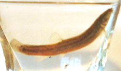 f0060424_839273.jpg