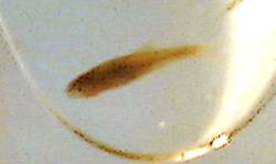 f0060424_8404587.jpg