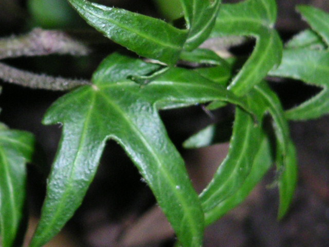 a0020929_9104389.jpg
