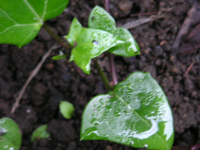 a0020929_9113932.jpg