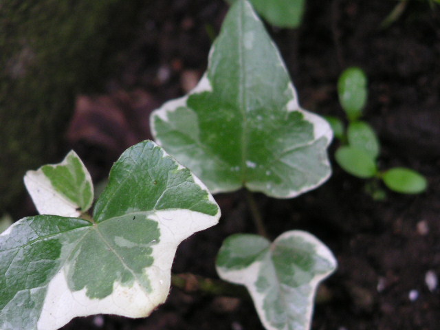a0020929_9154252.jpg