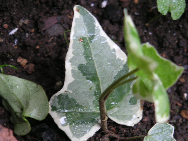 a0020929_917545.jpg