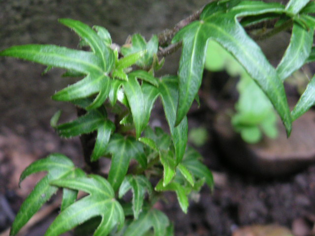 a0020929_9856100.jpg