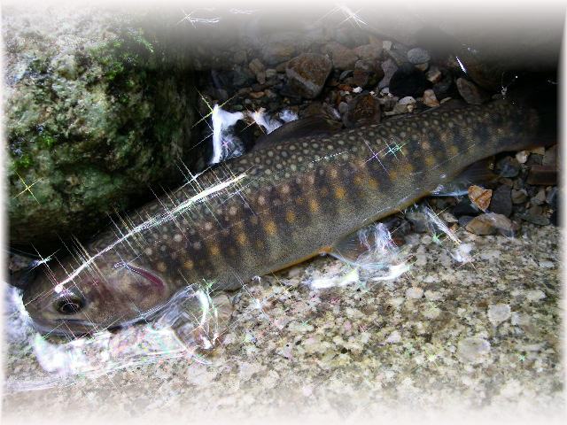 f0053342_03504.jpg
