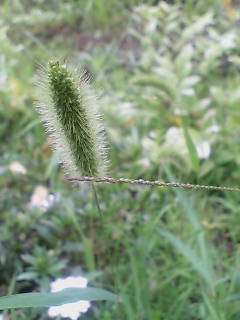 e0063653_10563011.jpg