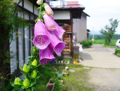 b0015260_9554758.jpg