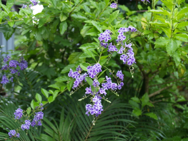 e0089001_2145358.jpg