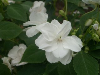 b0061107_901933.jpg
