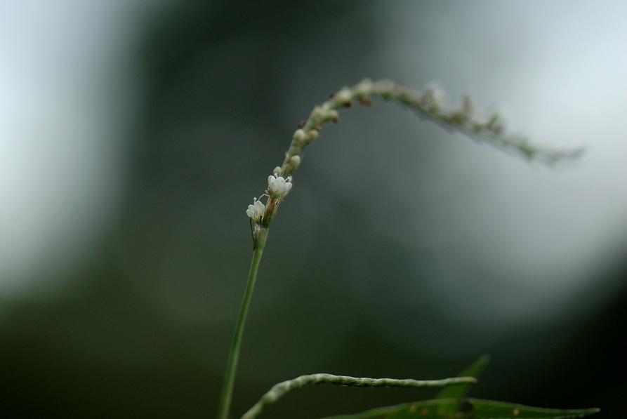 b0039226_6393262.jpg