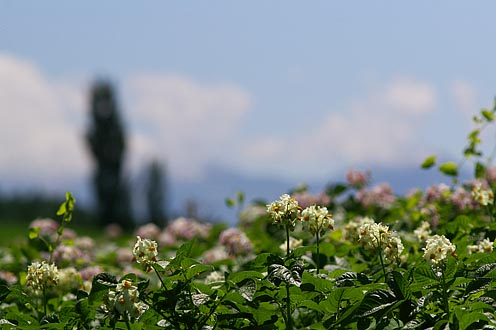 e0025030_1713269.jpg