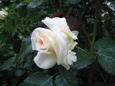 b0075046_20029.jpg