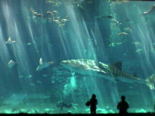 a0001668_2239841.jpg