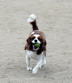 a0079292_11413284.jpg
