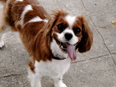 a0079292_1142553.jpg