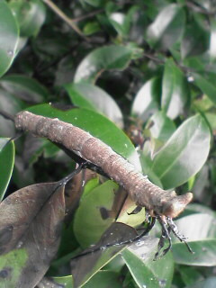 c0056903_1314599.jpg