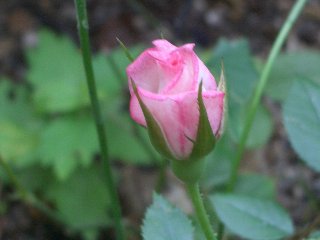 b0061107_22362935.jpg