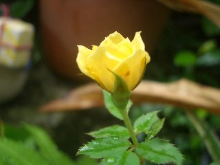 b0061107_22405935.jpg