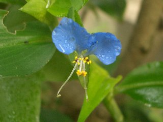 b0061107_8173312.jpg
