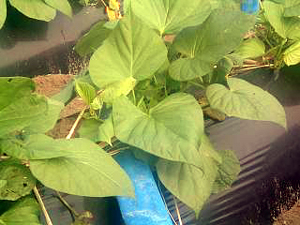 b0076710_1415941.jpg