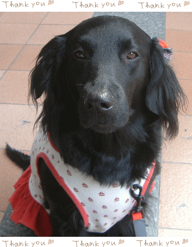 c0017311_12493729.gif