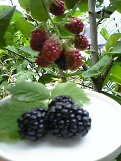 c0056437_0123441.jpg