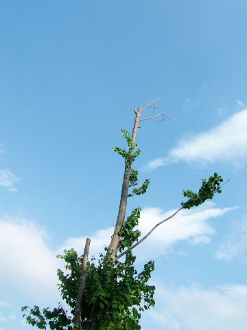 e0064227_2010287.jpg