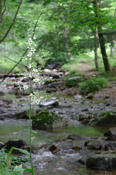 e0025930_2053742.jpg