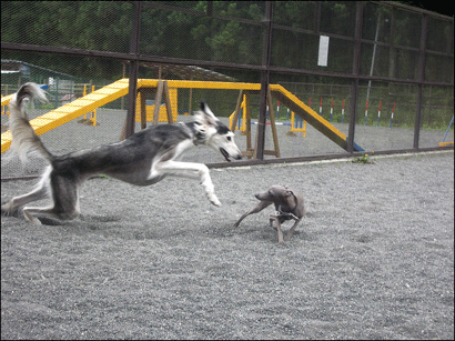 b0040868_04581.gif