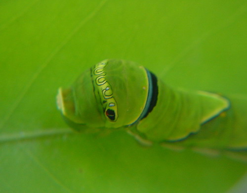 a0043512_0341379.jpg