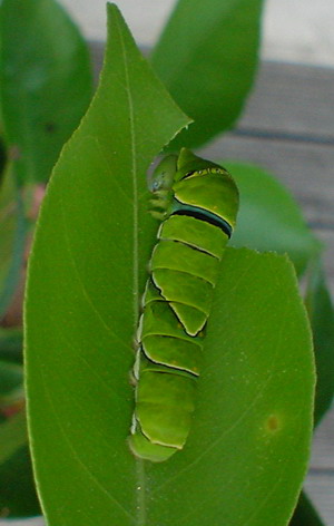 a0043512_0344210.jpg