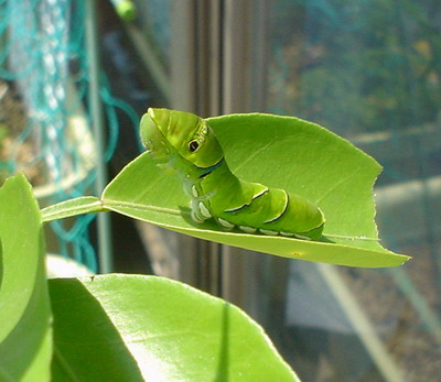 a0043512_035183.jpg