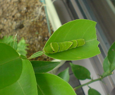 a0043512_0452898.jpg