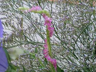 e0026017_1651259.jpg