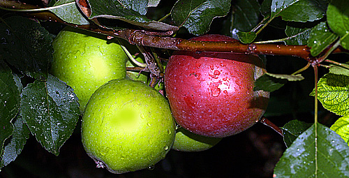 e0072638_23454485.jpg
