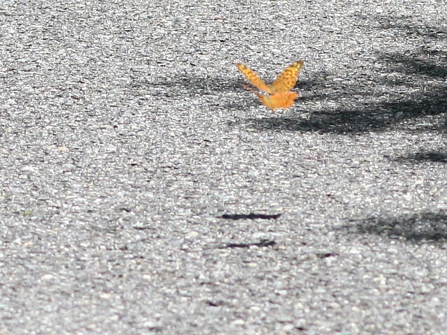 b0088772_1392098.jpg