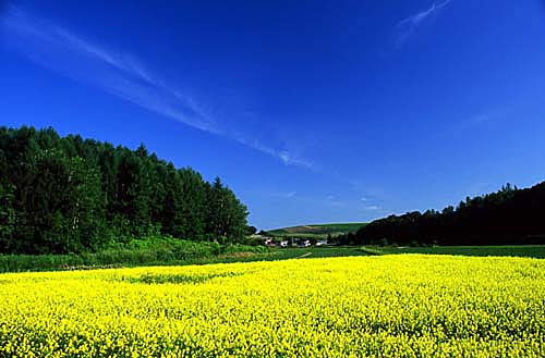e0029582_21143975.jpg