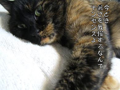 a0045990_1605477.jpg