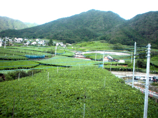 d0004301_05363.jpg