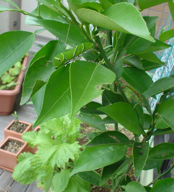 a0043512_10474023.jpg